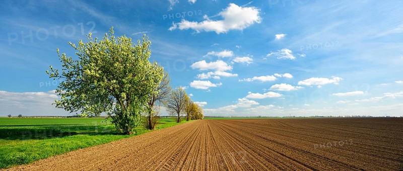 Panorama