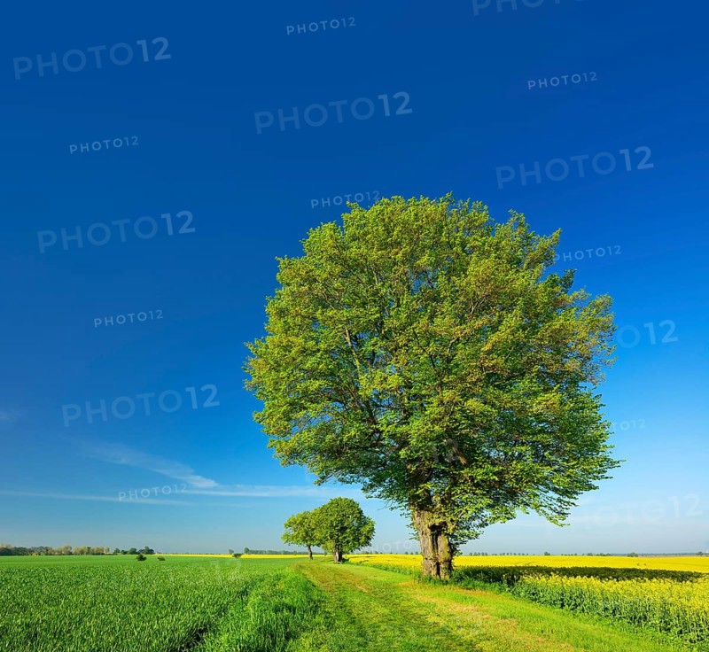 Cultivated landscape in spring
