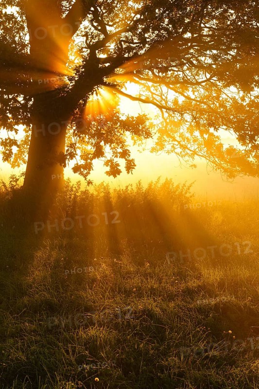 Oak in the morning mist in a meadow with dew