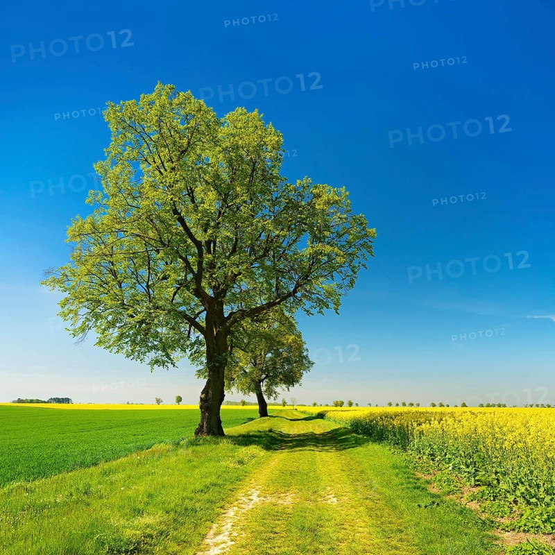 Cultivated landscape in spring