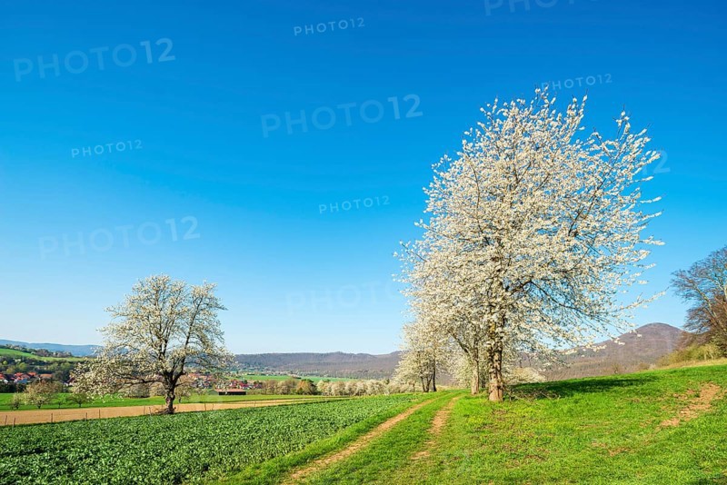 Blossoming cherry trees on a country lane through green fields under a blue sky