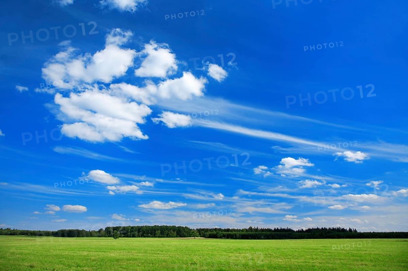 Green meadow