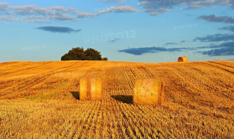 Typical hilly landscape with copses