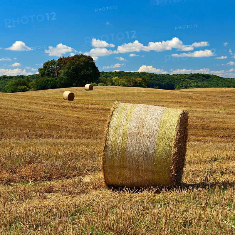 Typical hilly landscape with copses