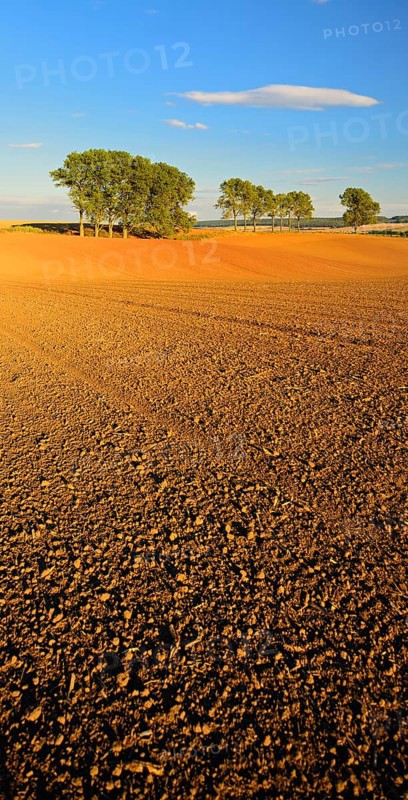 Ploughed and harrowed field in the evening light