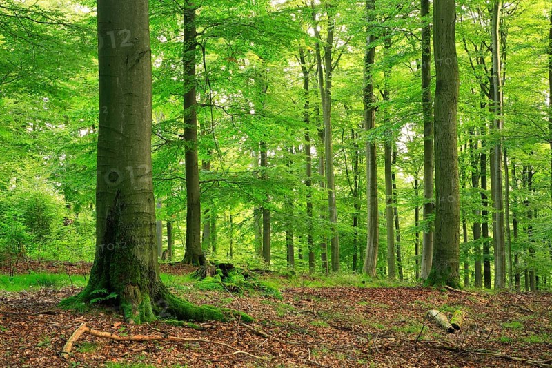 Near-natural forest with large old beech trees