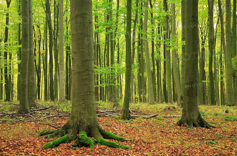 Beech forest in early autumn