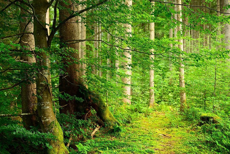 Near-natural spruce forest with incipient beech regeneration