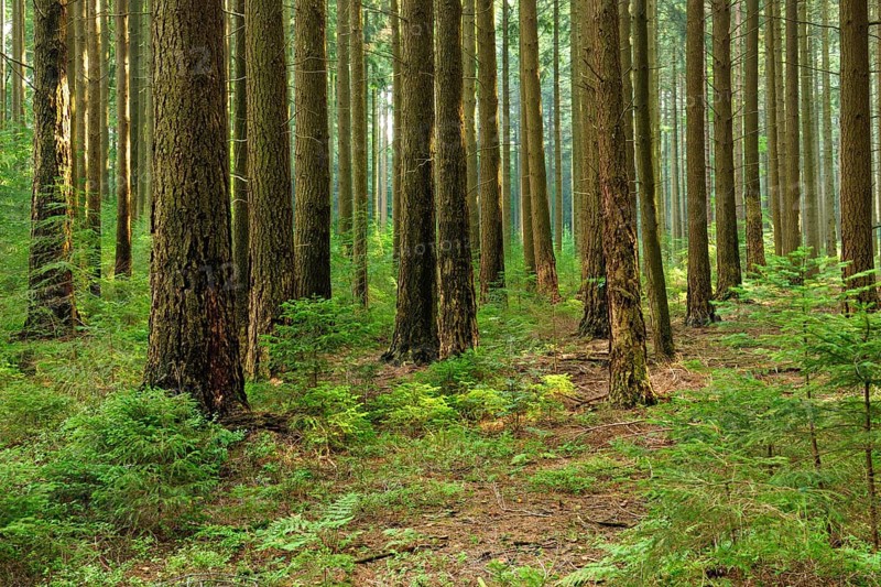 Spruce forest with incipient regeneration