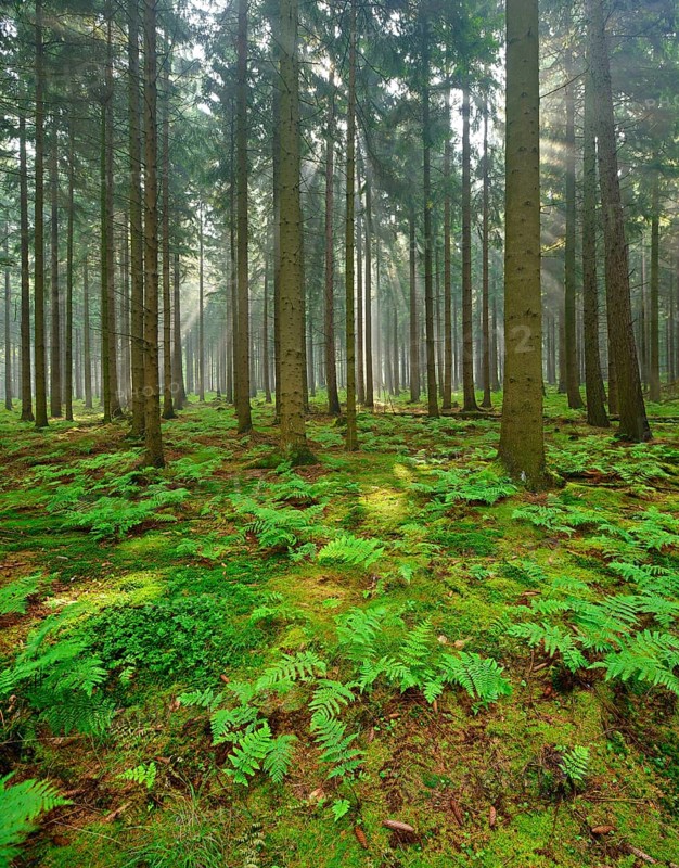 The sun shines through sparse spruce forest