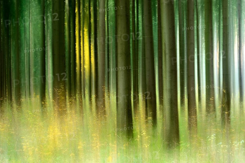 Sunny spruce forest in autumn
