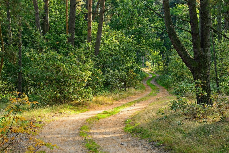 Sandy forest path meanders through typical northern German pine forest