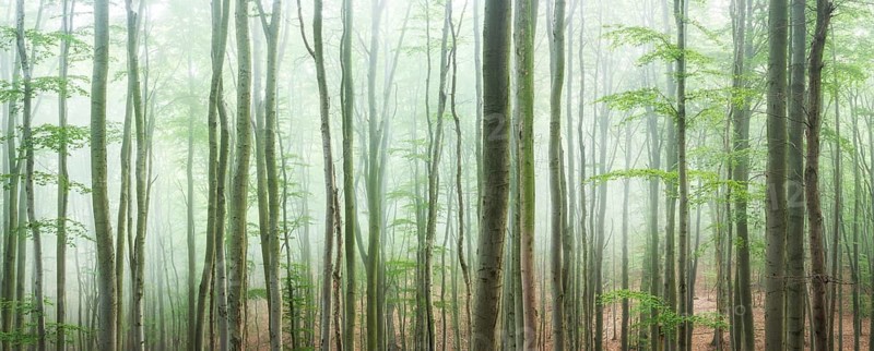 Near-natural beech forest with fog