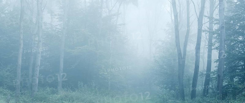 Near-natural mixed deciduous forest