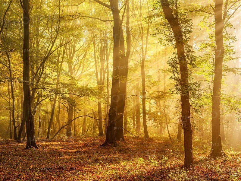 Mixed forest of hornbeams and copper beeches in autumn