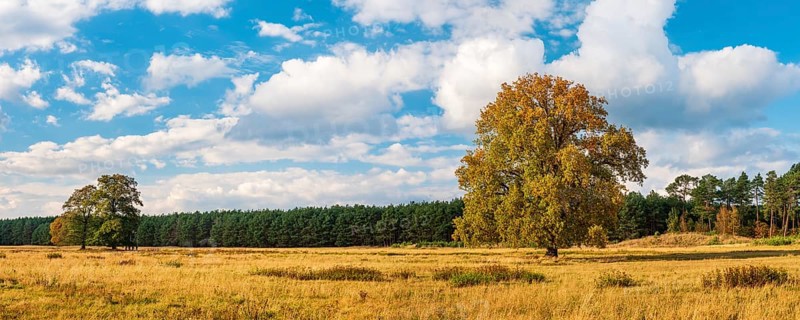 Landscape with solitary oaks in autumn