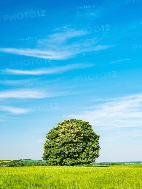 Cultivated landscape in spring