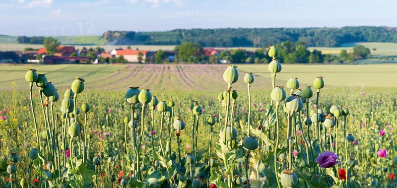 Poppy field