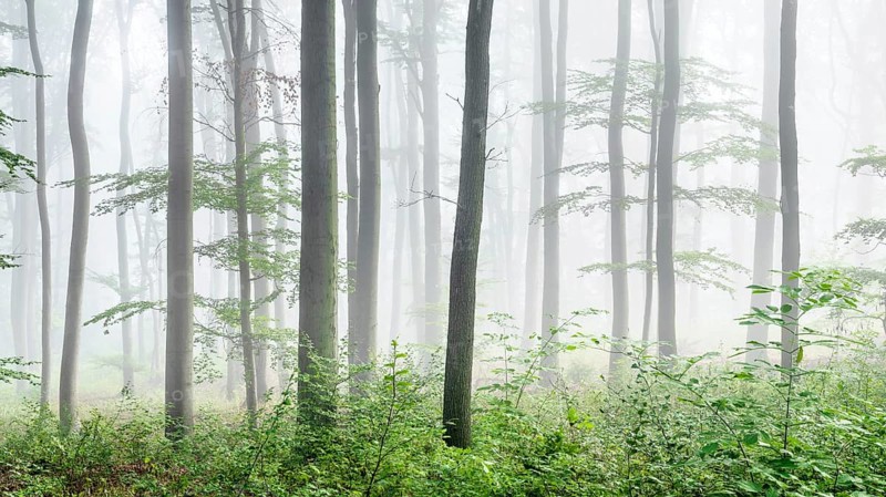 Near-natural beech forest with fog