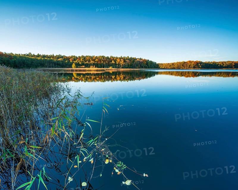 Lake with reeds surrounded by forest in autumn