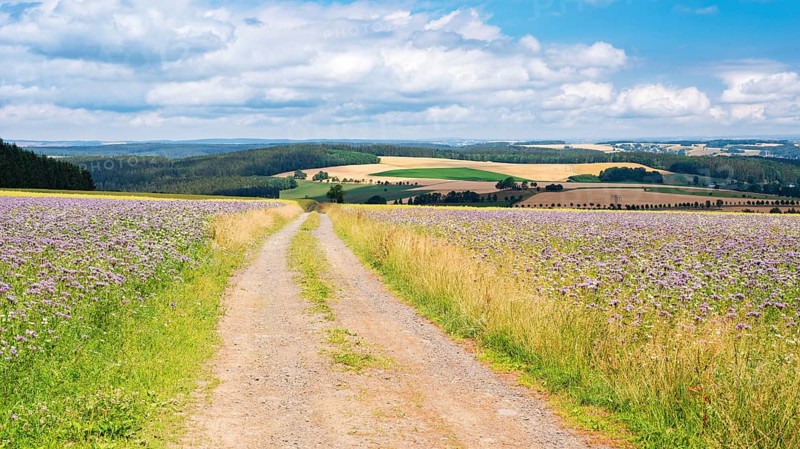 Field path through fields with flower strips under blue sky with clouds