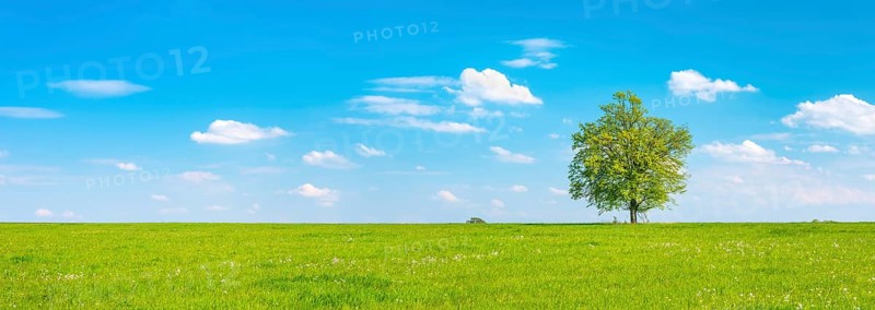 Cultivated landscape in spring