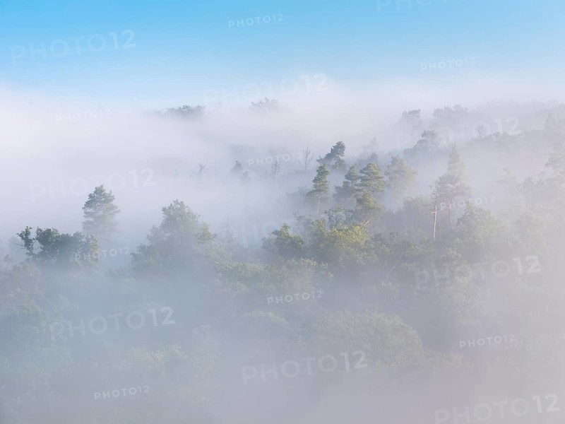 View of mixed forest in the morning