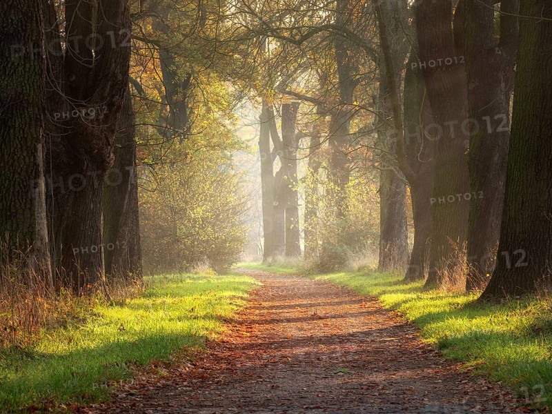 Oak avenue in autumn