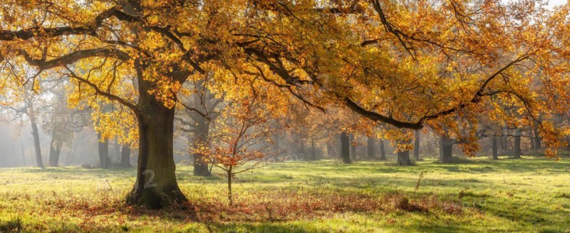Solitary oak tree in a clearing in the forest