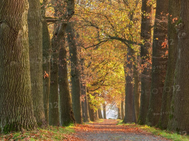 Oak avenue in autumn