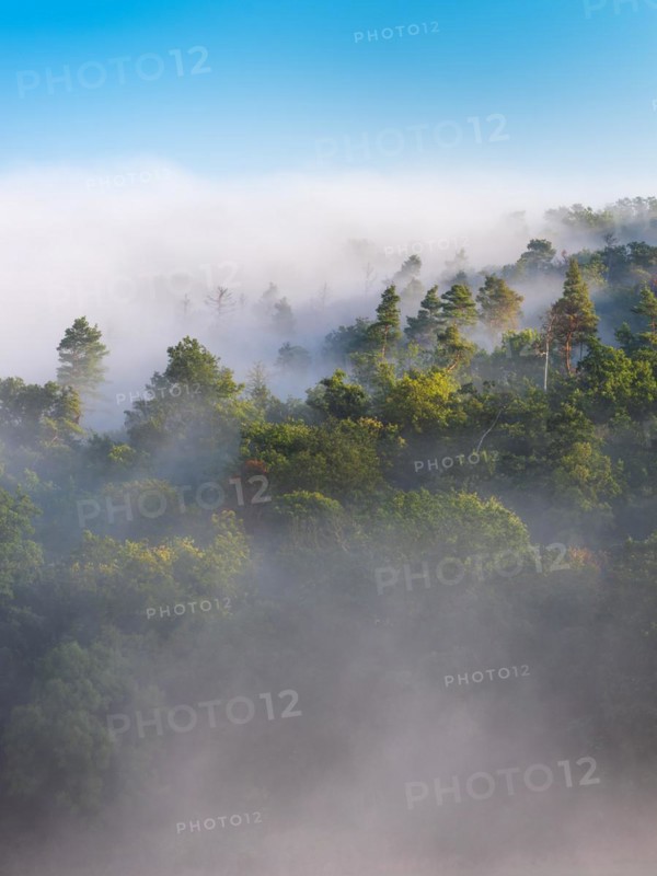 View of mixed forest in the morning