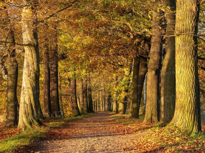 Oak avenue in autumn