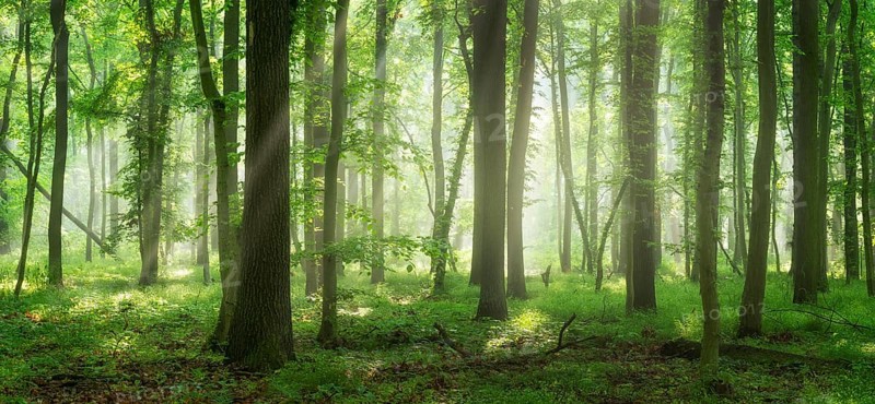 Natural deciduous forest of oaks