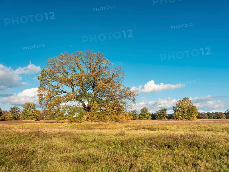 Landscape with solitary oaks in the Elbe floodplains near Dessau in autumn