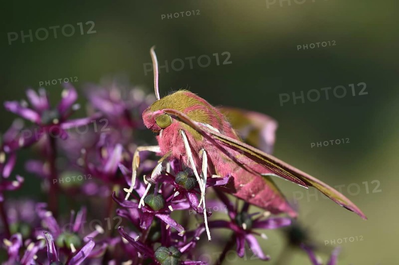 Elephant hawk-moth