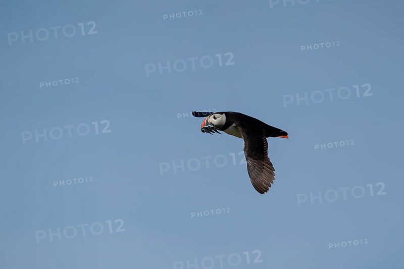 Atlantic puffin