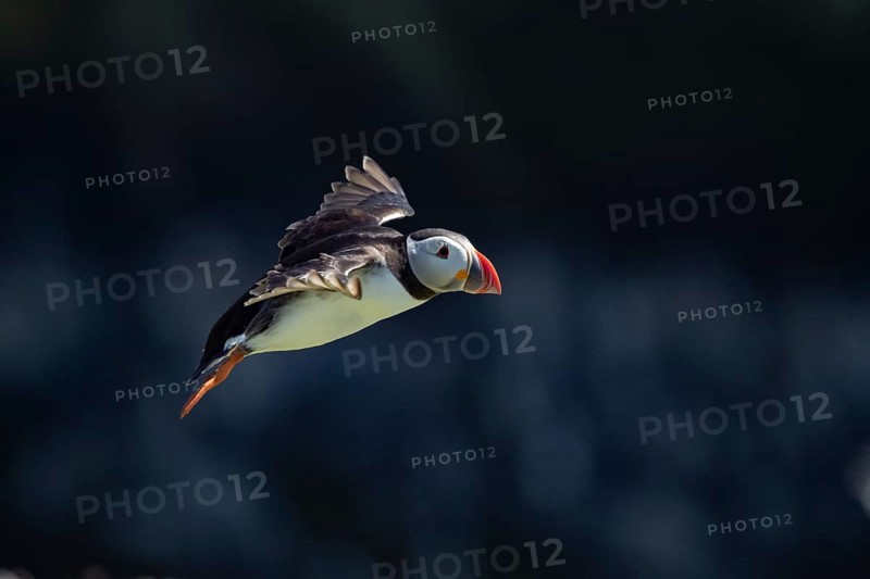 Atlantic puffin