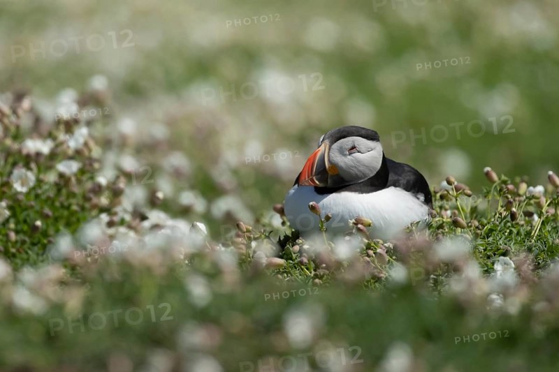 Atlantic puffin