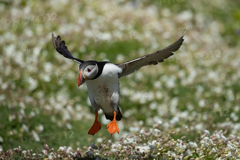 Atlantic puffin