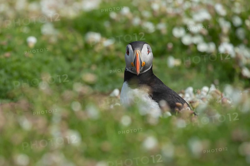 Atlantic puffin