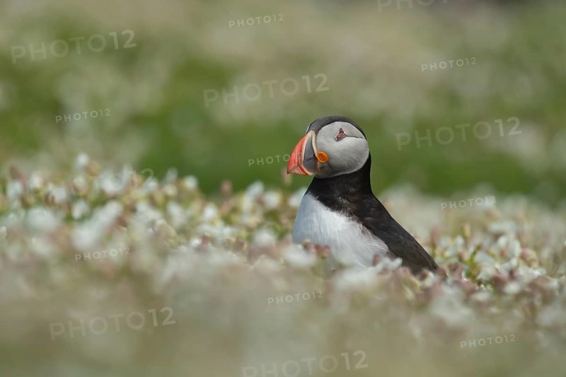 Atlantic puffin