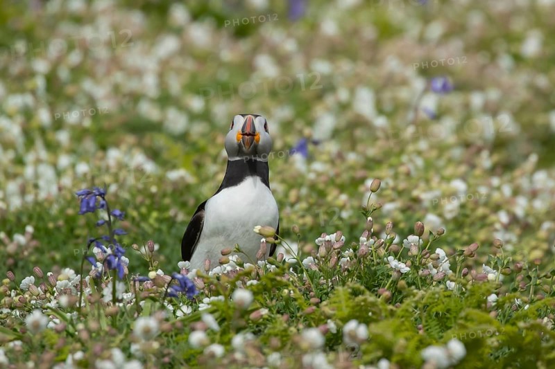 Atlantic puffin