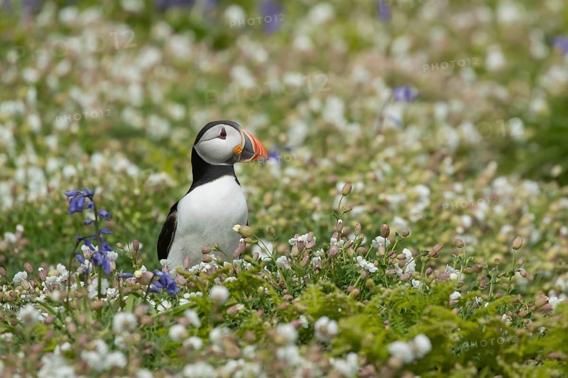 Atlantic puffin
