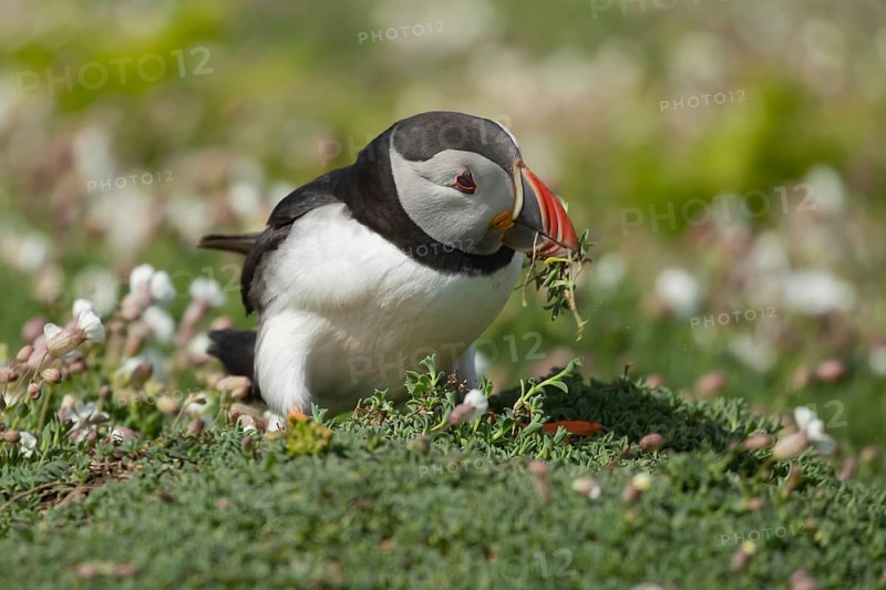Atlantic puffin
