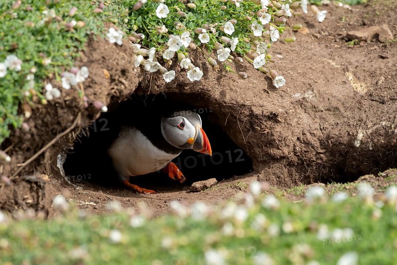 Atlantic puffin