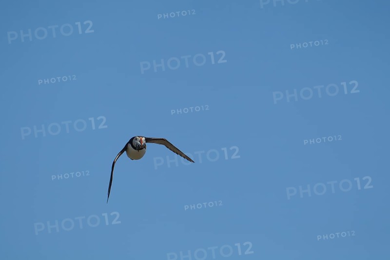 Atlantic puffin