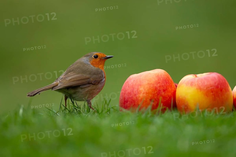 European robin