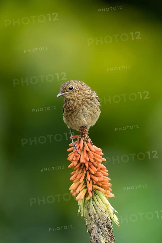 European robin