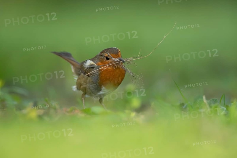 European robin