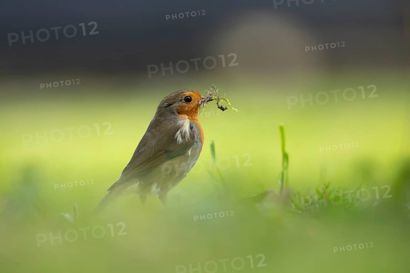 European robin